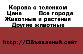 Корова с теленком › Цена ­ 69 - Все города Животные и растения » Другие животные   